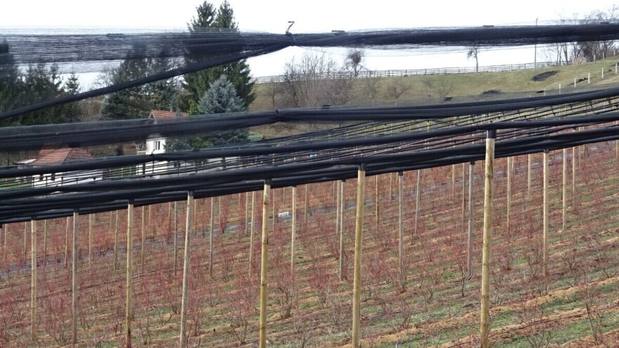 Hoće li manjak padavina uticati na voće i cenu proizvoda?!