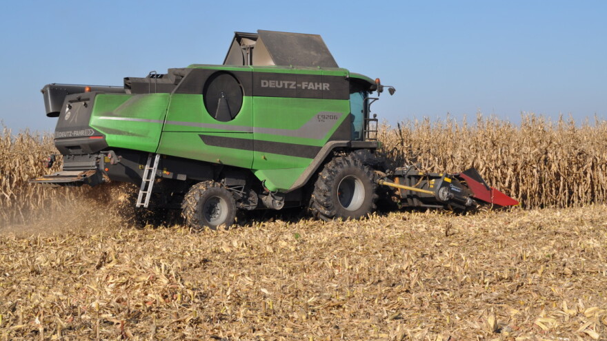 Prinos kukuruza - sedam tona po hektaru, ratari će odmah prodati rod?