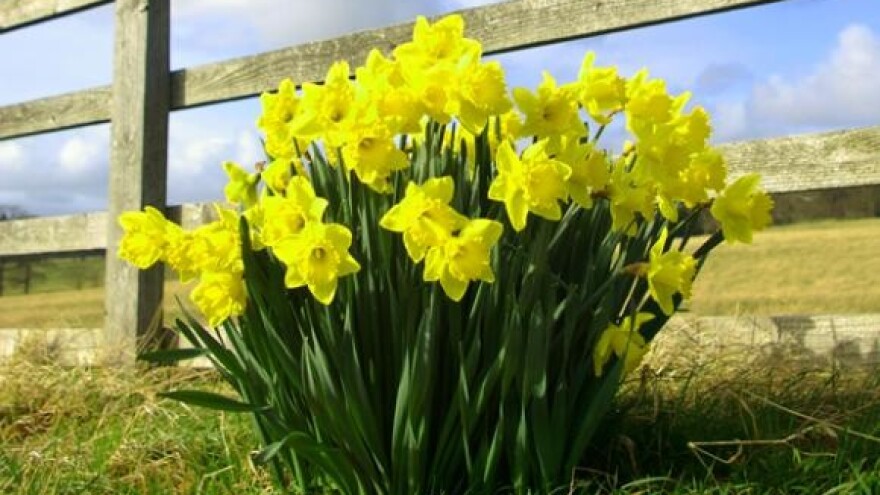 Pogodovanje uvozničkom lobiju