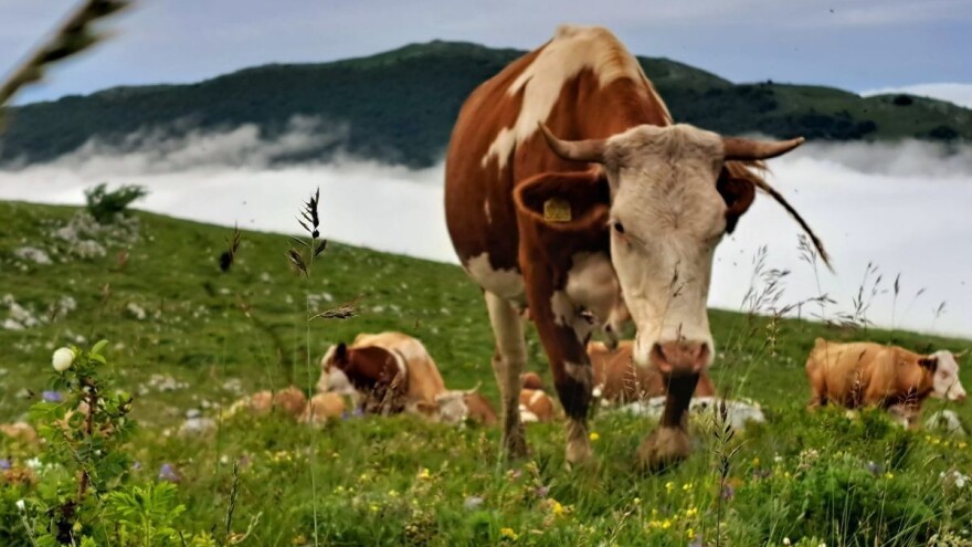 Kosmovac ima pogled "od milion dolara" i proizvode koji ne mogu da se kupe?