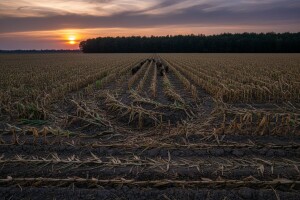 Ogromne poljoprivredne štete od divljači
