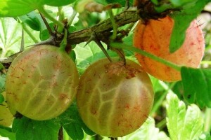 Saditi po dvije i više vrsta istovremeno