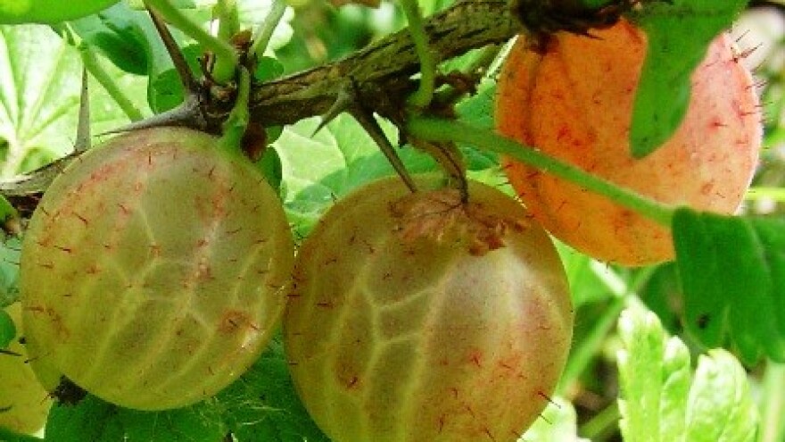 Saditi po dvije i više vrsta istovremeno