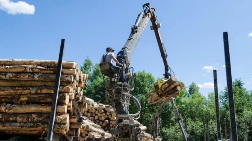 Vješticama tulum - šumarima vjetrolomi