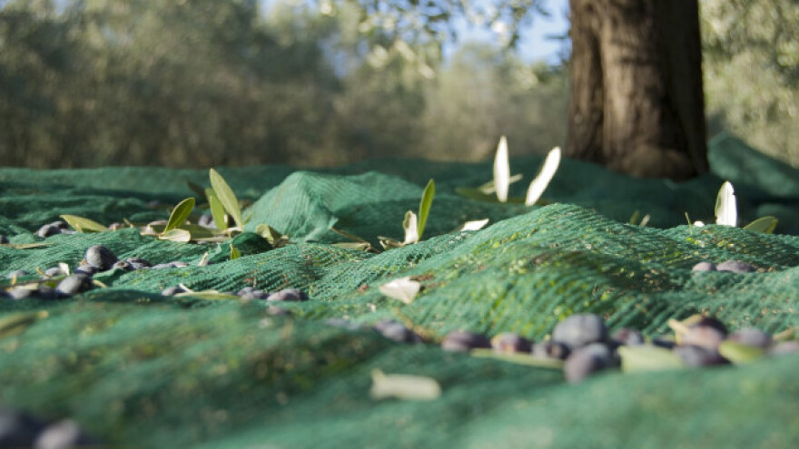 Mještani Zlarina sami izgradili uljaru!