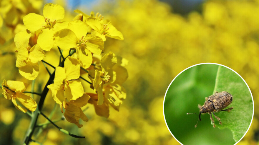Stižu mala i velika repičina pipa - kako ih prepoznati i suzbiti