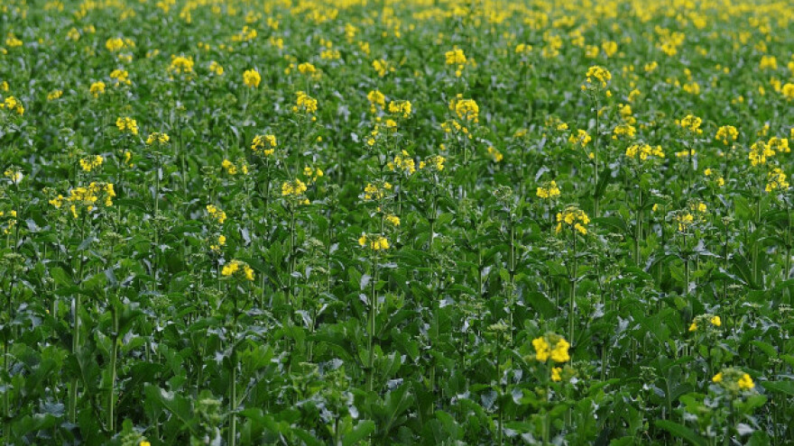 Repica odolela snegu, ali željna kiše