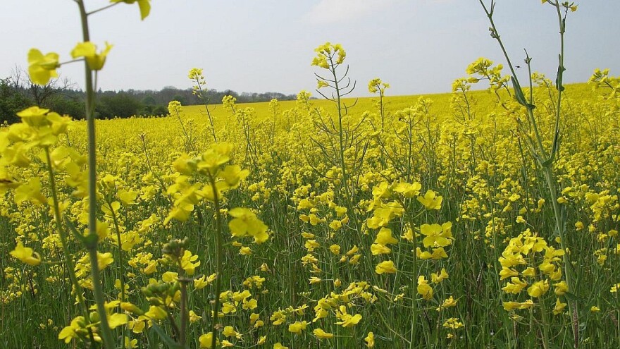 Subotica: Uljana repica nakon zime u dobroj kondiciji