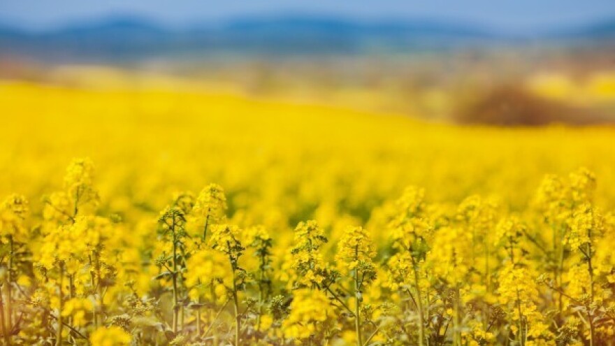 Zalihe soje niske, pad proizvodnje uljane repice!