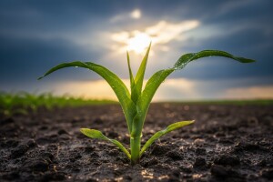 Ojačajte biljke u stresnim situacijama!