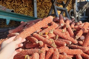 Tuluzina i čokanjice u paorsku peć i nema "zime"