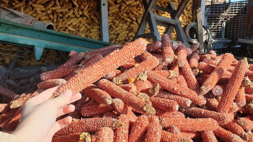 Tuluzina i čokanjice u paorsku peć i nema "zime"