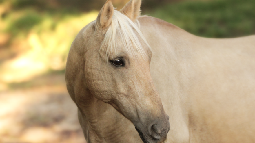 Upoznajte 5 životinja heroja!