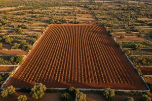 Okrupnjavanje poljoprivrednog zemljišta