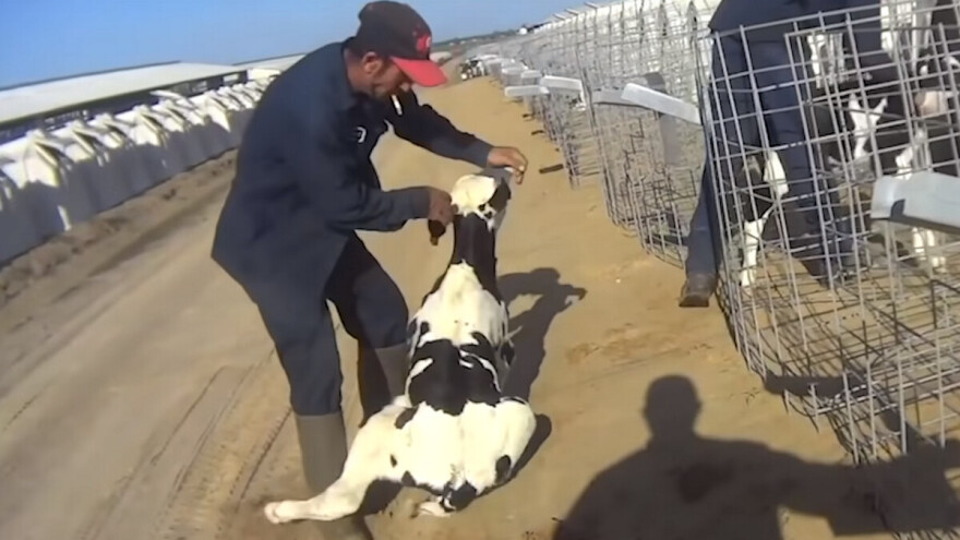 Raskrinkani: Okrutno mučili telad na farmi koja proizvodi mlijeko za veliku korporaciju