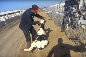 Raskrinkani: Okrutno mučili telad na farmi koja proizvodi mlijeko za veliku korporaciju