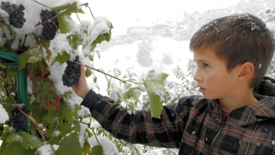 Oktobarski sneg lomio stabla voća