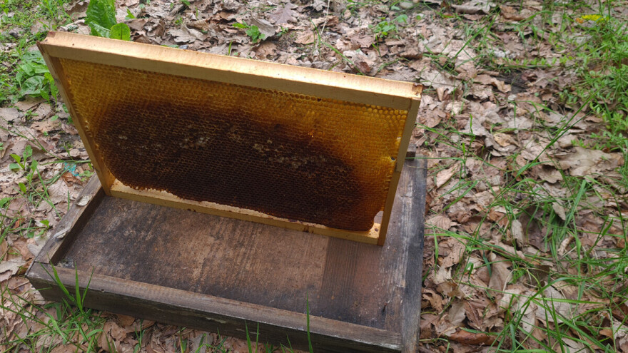 Ruski nastavci za hvatanje rojeva pčela jednostavni su i laki za izradu