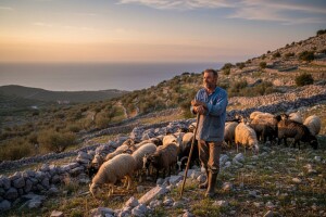 Olakšana proizvodnja za ovčare i kozare?