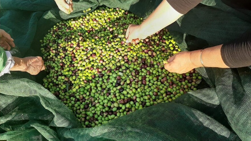 Zahtjevna maslinarska sezona diferencirala je profesionalce od amatera, struku od laika