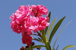 Oleander - simbol mediteranskog ljeta