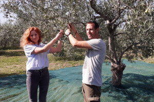 Maslina nije neobrana - riješe ju turisti i na poseban način dožive otočnu tradiciju