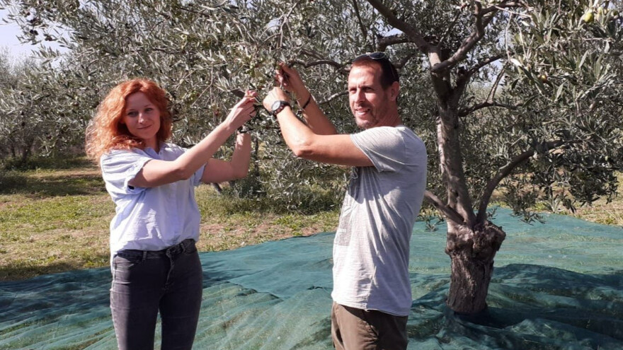 Maslina nije neobrana - riješe ju turisti i na poseban način dožive otočnu tradiciju