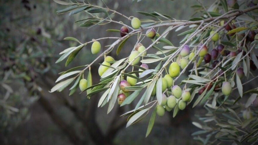 Ispodprosječna maslinarska sezona
