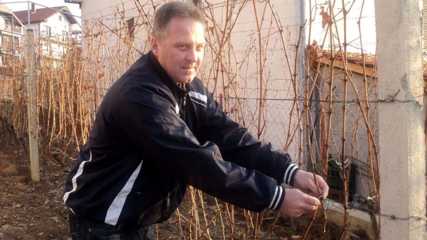 Čokoti loze koje je zasadio Titov vinogradar