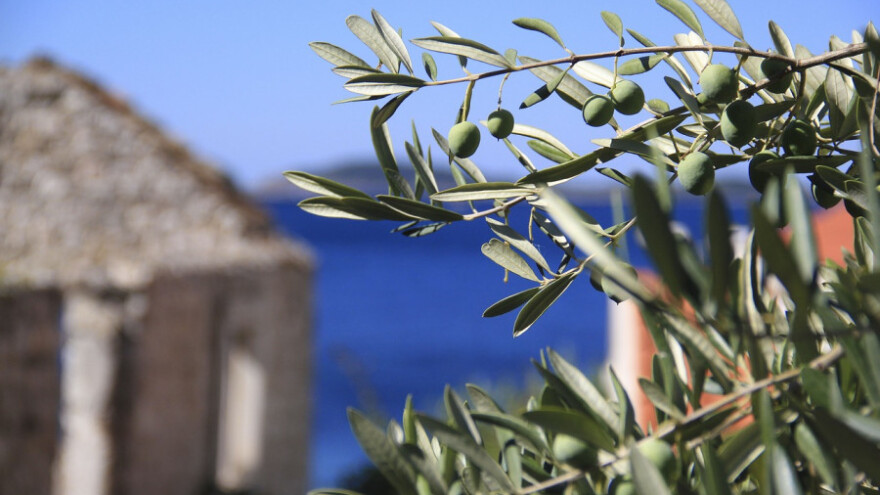 Potapanje maslina u more neće ih spasiti od muhe