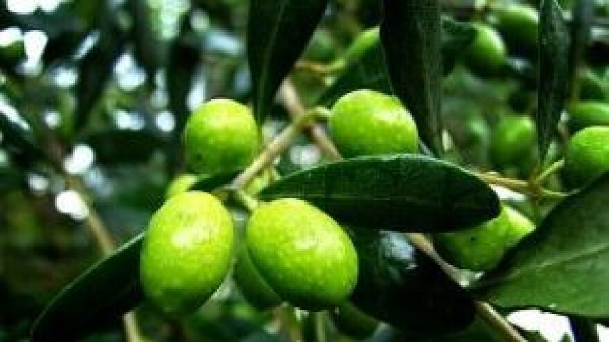 Sajam maslinovog ulja - Eleotechnia 2014