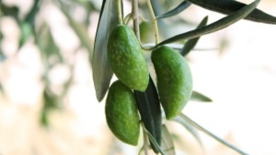 Pravilnim čuvanjem održati kvalitetu ulja