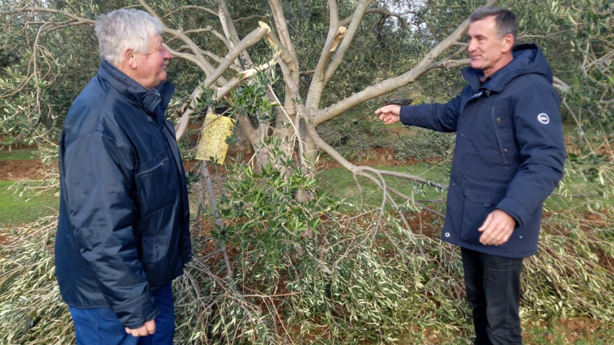 Snježna oluja i orkanska bura poharali maslinike, počupano više od 25 posto stabala