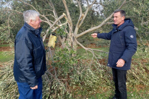 Snježna oluja i orkanska bura poharali maslinike, počupano više od 25 posto stabala