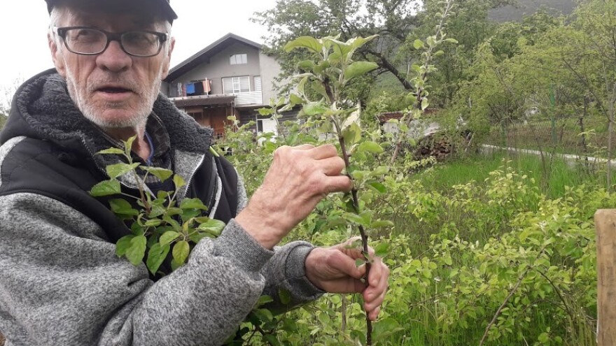 Omer Begović: Manimo se egzotike, uzgajajmo voće našeg podneblja