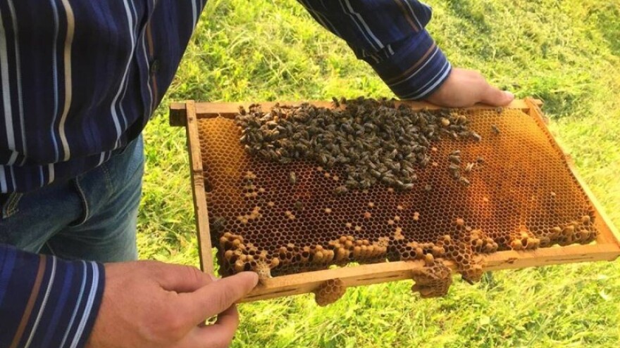 Ekološka zaštita pčelinjih zajednica