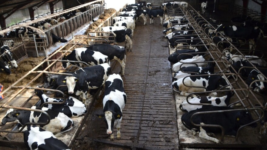 Testom otkrivaju od koje životinje je nastalo zagađenje vode