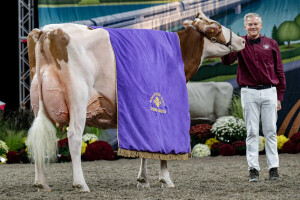 Najbolja mlečna krava sveta: Pobeda za Golden-Oaks Temptres-Red-ET