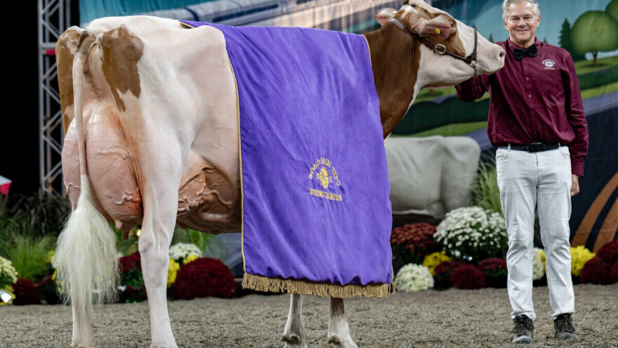 Najbolja mliječna krava svijeta: Pobjeda za Golden-Oaks Temptres-Red-ET