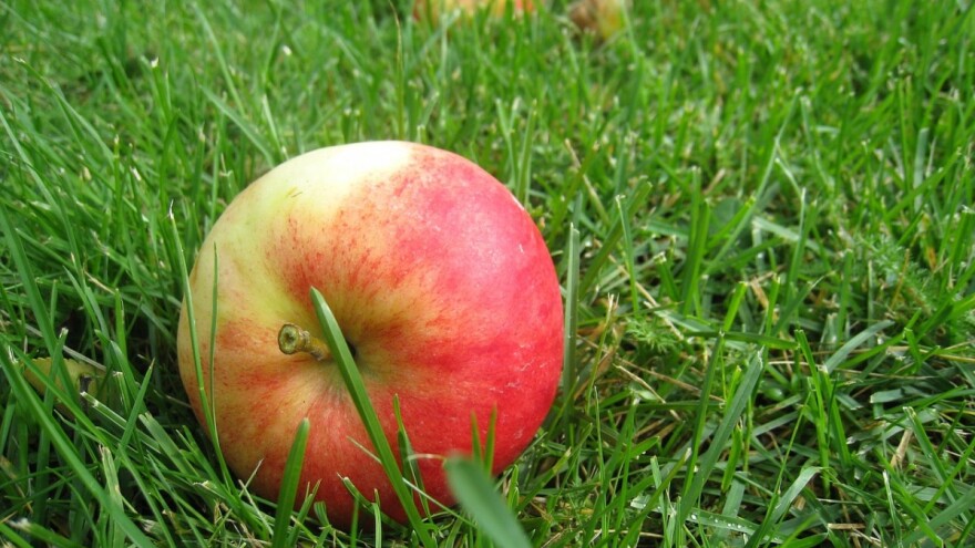 Zaštitite opadanje plodova jabuke i spasite berbu