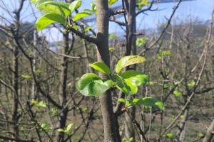 Zašto kruške i jabuke listaju tijekom ljeta?