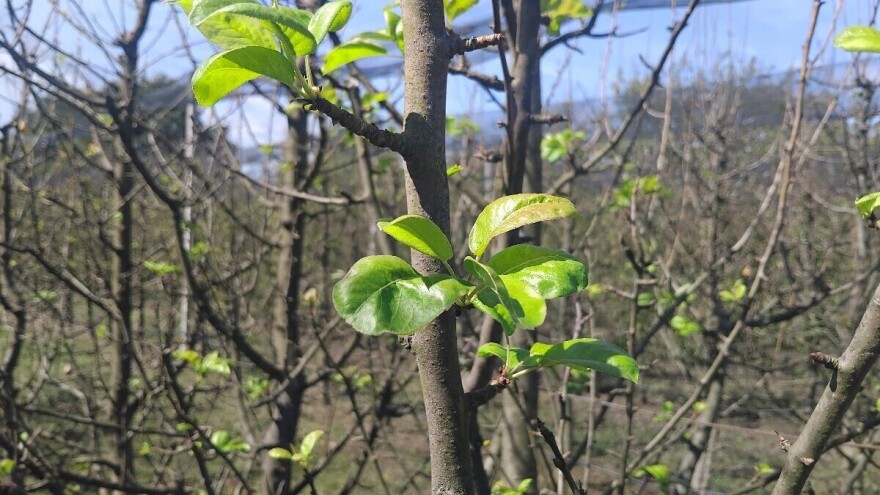 Zašto kruške i jabuke listaju tokom ljeta?