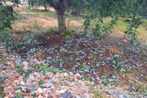 U valjevskim selima led prepolovio prinose voća. Prijave za odštetu do 3. jula
