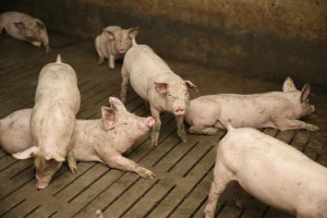 Opasna bolest svinja potvrđena u mađarskoj županiji koja graniči s Hrvatskom