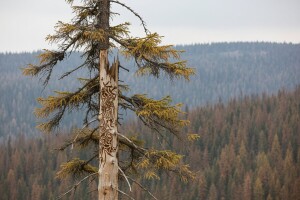 Opasni nametnik prijeti smrekovim šumama