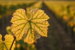 Opasnost od zlatne žutice loze još traje
