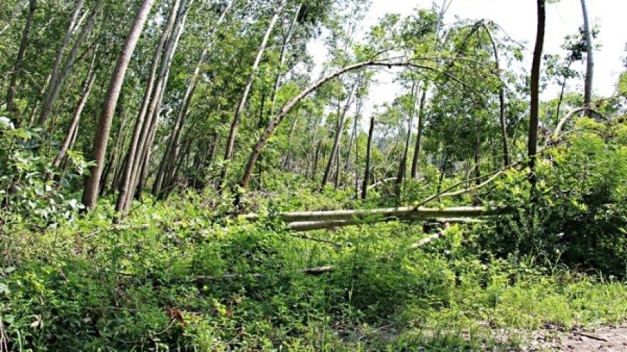 Rezervat prirode Gornje Podunavlje još nije bezbedan