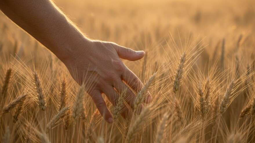 Općina Bilje vodeća po eko poljoprivredi
