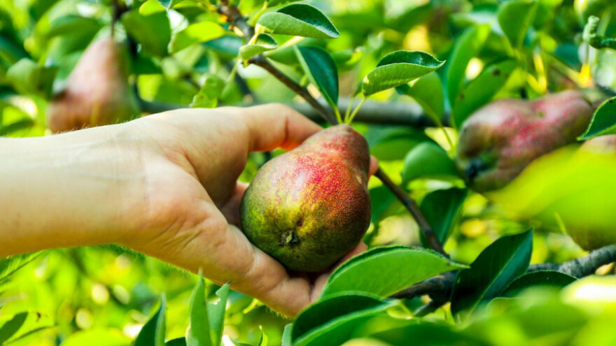 Sufinanciranje sadnje voća i ljekovitog bilja