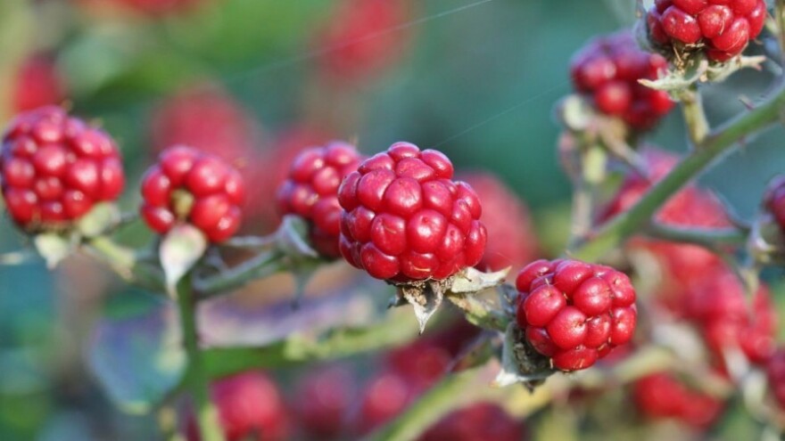 Javite se i sadite borovnice, maline i kupine